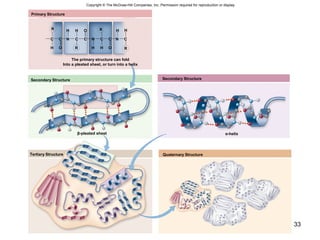 33
•
•
•
•
•
•
•
•
•
•
••
•
•
•
•
•
•
•
•
•
•
•
•
•
•
•
•
•
•
•
•
•
•
•
•
•
•
•
•
•
•
•
•
•
•
•
•
•
••
•
•
•
•
•
•
•
•
•
•
•
•
•
•
•
•
•
•
•
•
•
•
•
•
•
•
•
Primary Structure
Secondary Structure Secondary Structure
Tertiary Structure Quaternary Structure
N
H
H H
C C C N C C NC
O
O H
OH H
R
R
R
β-pleated sheet α-helix
C
H
R
Copyright © The McGraw-Hill Companies, Inc. Permission required for reproduction or display.
The primary structure can fold
Into a pleated sheet, or turn into a helix
 
