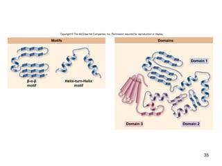 35
Domain 3 Domain 2
Domain 1
DomainsMotifs
Copyright © The McGraw-Hill Companies, Inc. Permission required for reproduction or display.
β-α-β
motif
Helix-turn-Helix
motif
 