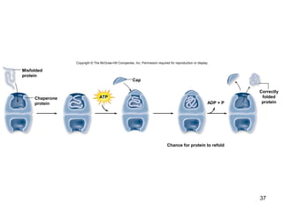 37
Chance for protein to refold
ADP + P
Cap
ATP
Copyright © The McGraw-Hill Companies, Inc. Permission required for reproduction or display.
Correctly
folded
protein
Misfolded
protein
Chaperone
protein
 