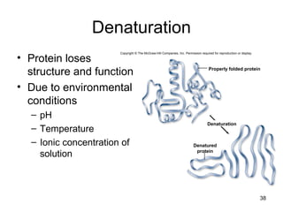 Denaturation
• Protein loses
structure and function
• Due to environmental
conditions
– pH
– Temperature
– Ionic concentration of
solution
38
Properly folded protein
Denaturation
Denatured
protein
Copyright © The McGraw-Hill Companies, Inc. Permission required for reproduction or display.
 