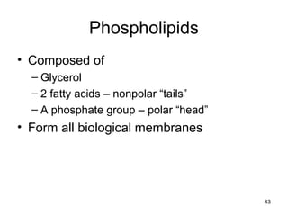 43
Phospholipids
• Composed of
– Glycerol
– 2 fatty acids – nonpolar “tails”
– A phosphate group – polar “head”
• Form all biological membranes
 