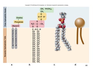 44
NonpolarHydrophobicTailsPolarHydrophilicHeads
Choline
Phosphate
Glycerol
a. b. c. d.
CH2
CH2
CH2
H2C
O
O
O P
C
O O
OO
C
H
C
O-
N+
(CH3)3
Copyright © The McGraw-Hill Companies, Inc. Permission required for reproduction or display.
F
a
t
t
y
a
c
i
d
F
a
t
t
y
a
c
i
d
CH
CH2
CH2
CH2
CH2
CH2
CH2
CH2
CH2
CH2
CH2
CH2
CH2
CH2
CH2
CH2
CH3
CH
CH2
CH2
CH2
CH2
CH2
CH2
CH
CH
CH2
CH2
CH2
CH2
CH2
CH2
CH2
CH3
 
