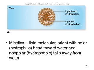 45
• Micelles – lipid molecules orient with polar
(hydrophilic) head toward water and
nonpolar (hydrophobic) tails away from
water
a.
Water
Lipid head
(hydrophilic)
Lipid tail
(hydrophobic)
Copyright © The McGraw-Hill Companies, Inc. Permission required for reproduction or display.
 