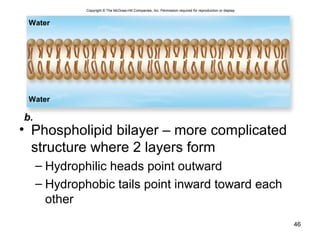 • Phospholipid bilayer – more complicated
structure where 2 layers form
– Hydrophilic heads point outward
– Hydrophobic tails point inward toward each
other
46
b.
Water
Water
Copyright © The McGraw-Hill Companies, Inc. Permission required for reproduction or display.
 