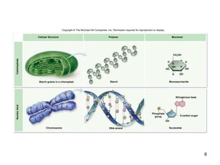 8
Copyright © The McGraw-Hill Companies, Inc. Permission required for reproduction or display.
O
P
P
OH
HO
H
OH
H
OH
OH
H
H
H
O
Cellular Structure Polymer Monomer
Chromosome DNA strand Nucleotide
MonosaccharideStarchStarch grains in a chloroplast
5-carbon sugar
Phosphate
group
Nitrogenous base
CH2OH
CarbohydrateNucleicAcid
P
P
P
P
P
P
P
G
C
T
A
A
T
P
A
P
P
P
P
G
C
P
P
T
A
G
C
P
 