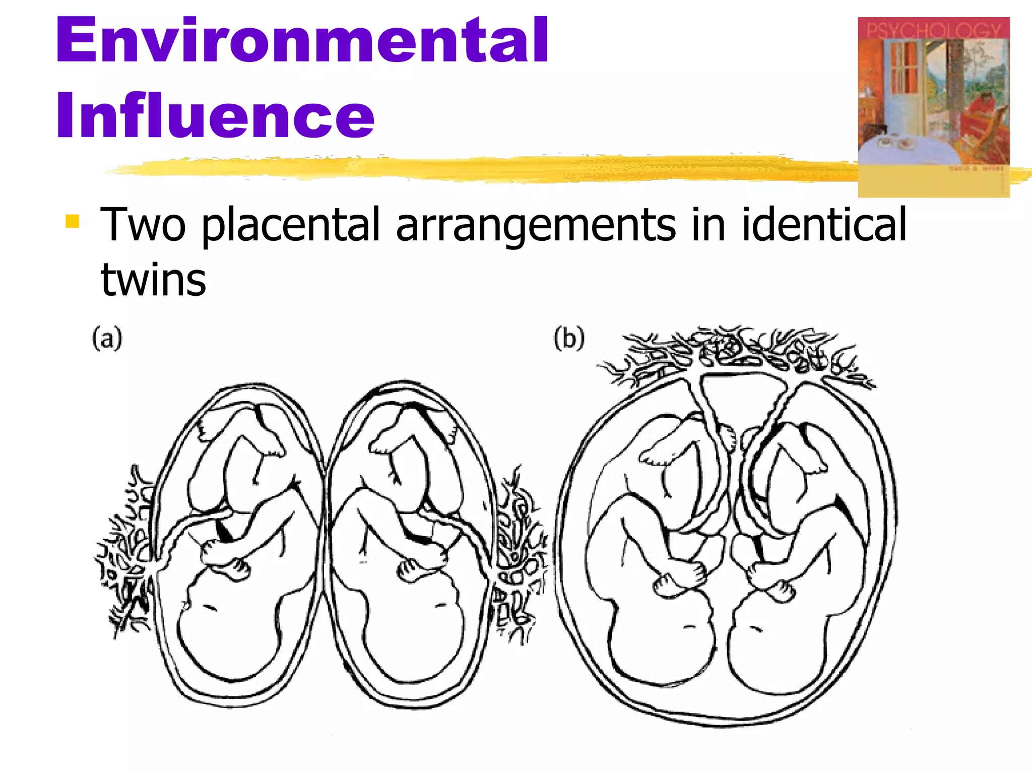 Environmental
Influence
 Two placental arrangements in identical
  twins
 