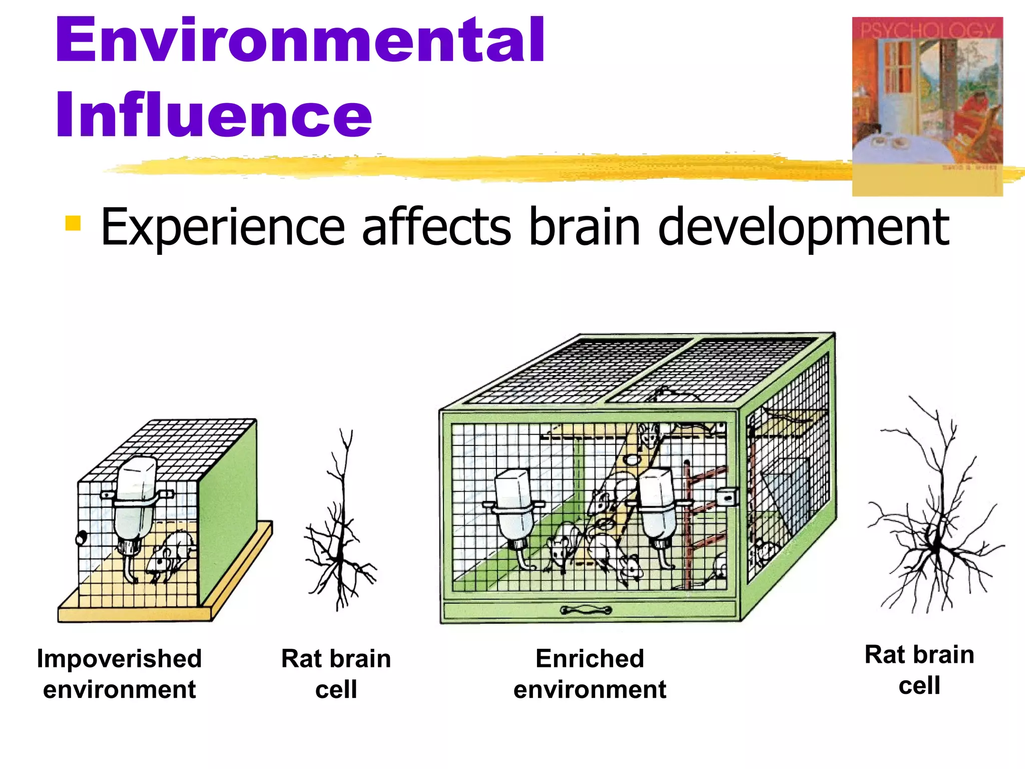 Environmental
 Influence
  Experience affects brain development




Impoverished   Rat brain    Enriched     Rat brain
 environment     cell      environment     cell
 