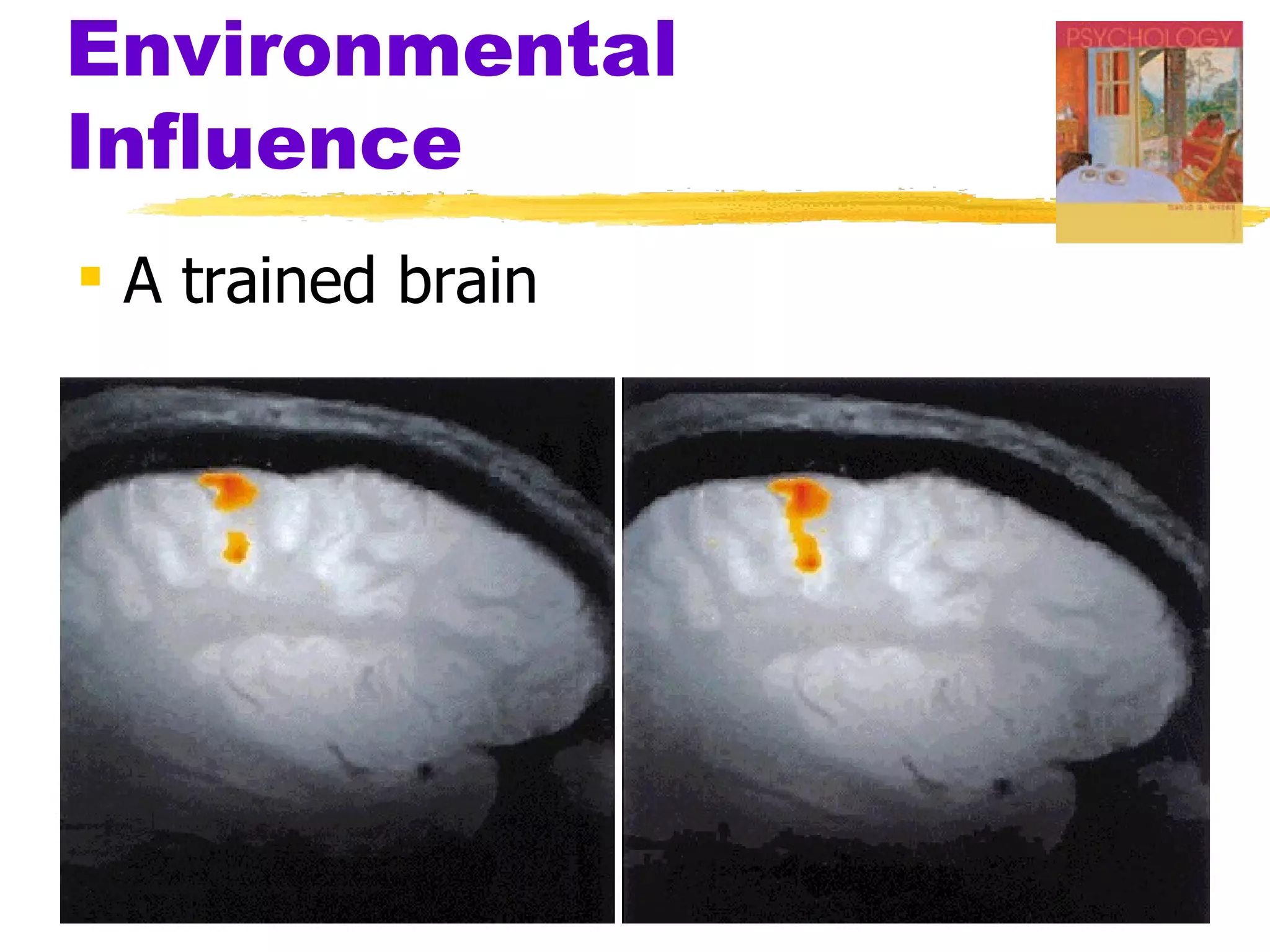 Environmental
Influence
 A trained brain
 