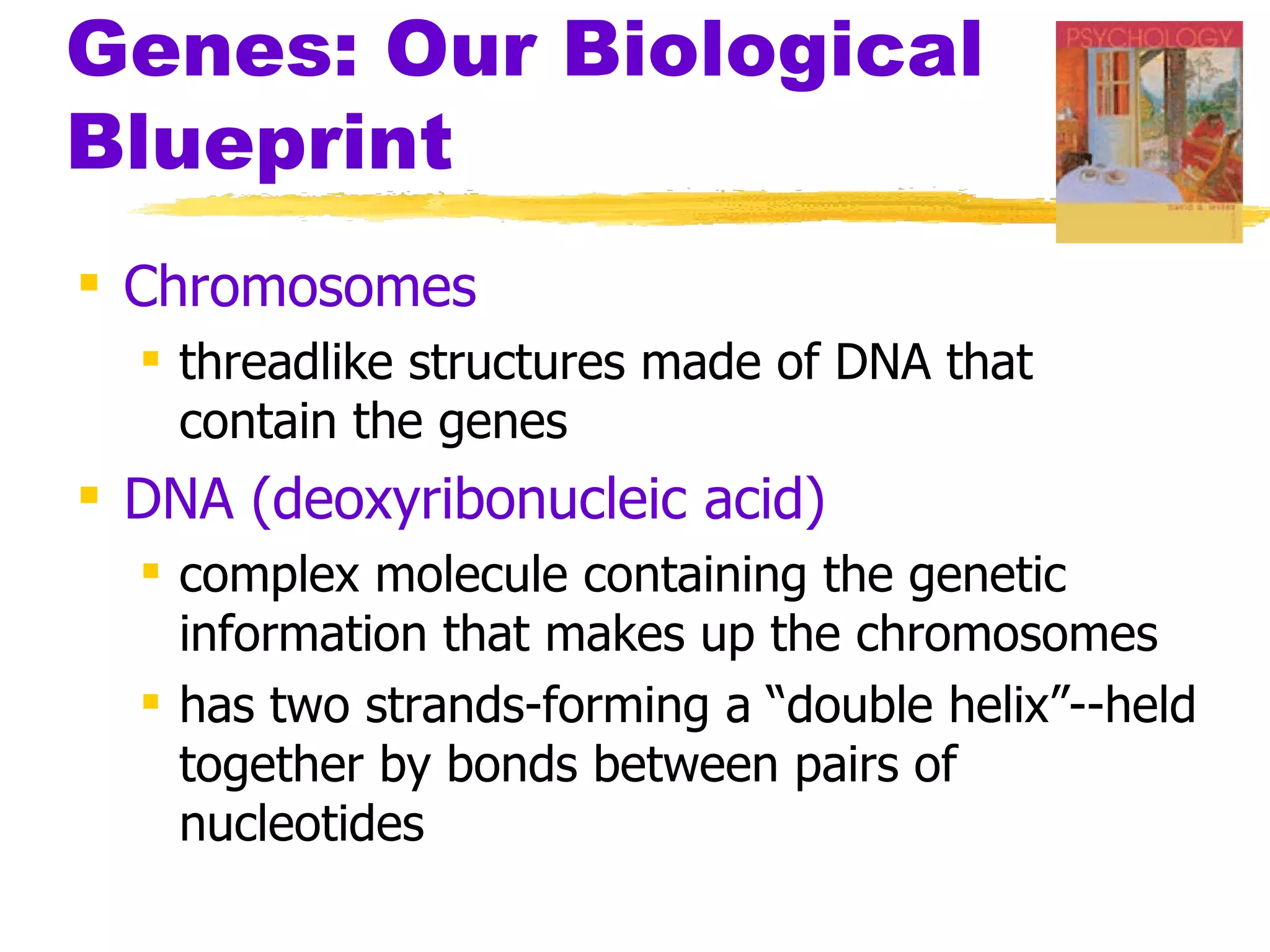 Genes: Our Biological
Blueprint
 Chromosomes
   threadlike structures made of DNA that
    contain the genes
 DNA (deoxyribonucleic acid)
   complex molecule containing the genetic
    information that makes up the chromosomes
   has two strands-forming a “double helix”--held
    together by bonds between pairs of
    nucleotides
 