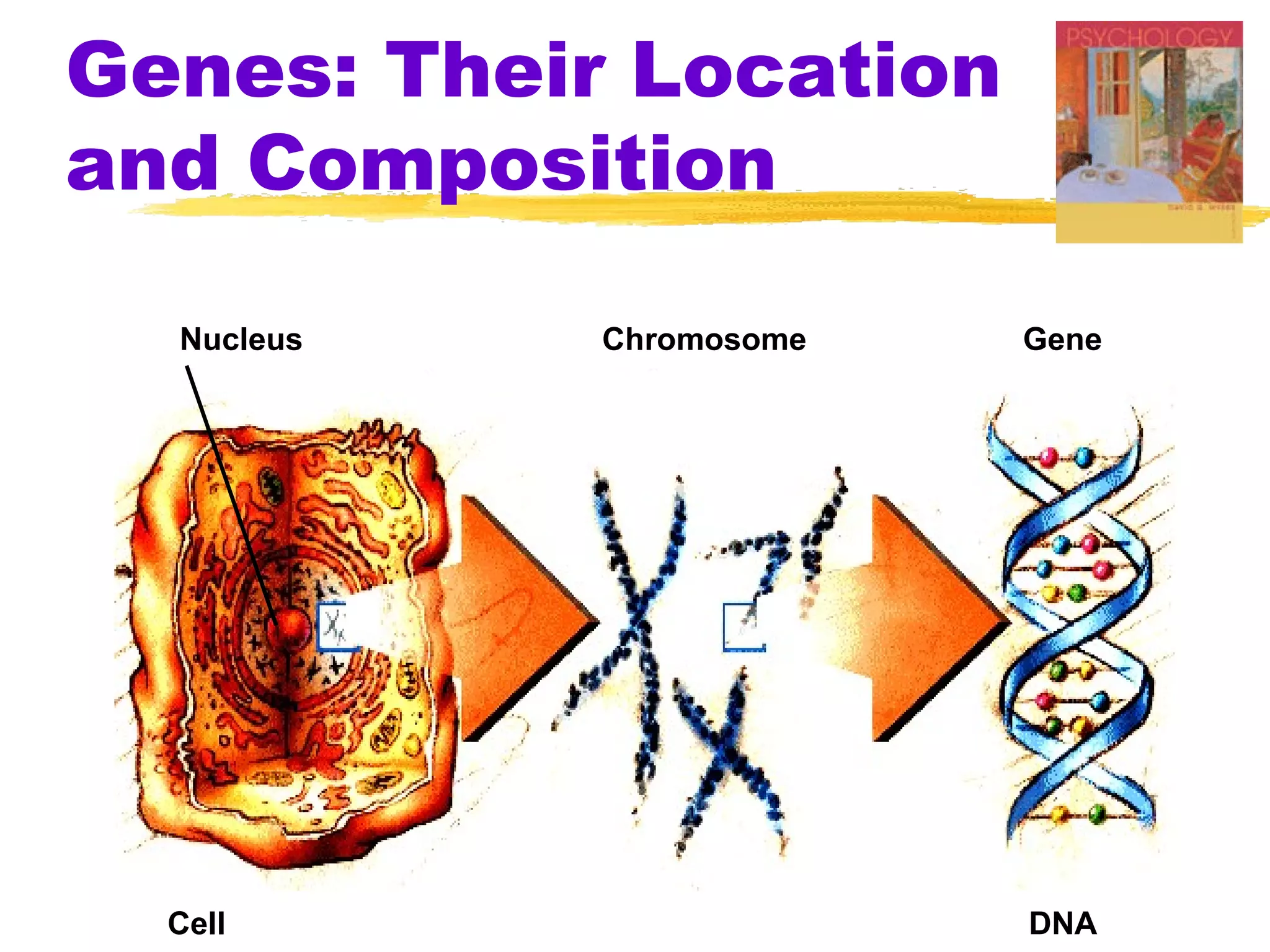 Genes: Their Location
and Composition

  Nucleus   Chromosome   Gene




  Cell                   DNA
 