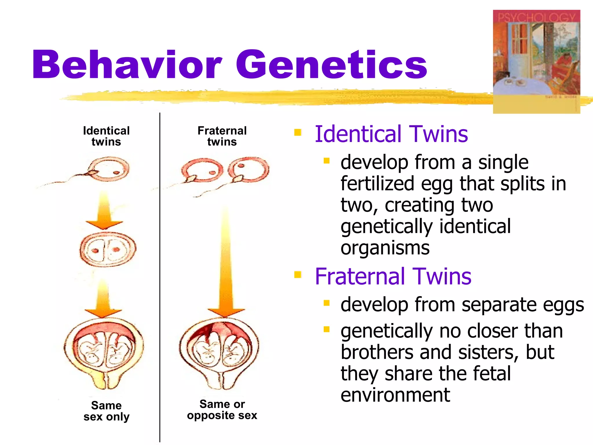 Behavior Genetics
  Identical
    twins
               Fraternal
                 twins        Identical Twins
                                develop from a single
                                 fertilized egg that splits in
                                 two, creating two
                                 genetically identical
                                 organisms
                              Fraternal Twins
                                develop from separate eggs
                                genetically no closer than
                                 brothers and sisters, but
                                 they share the fetal
   Same         Same or
                                 environment
  sex only    opposite sex
 