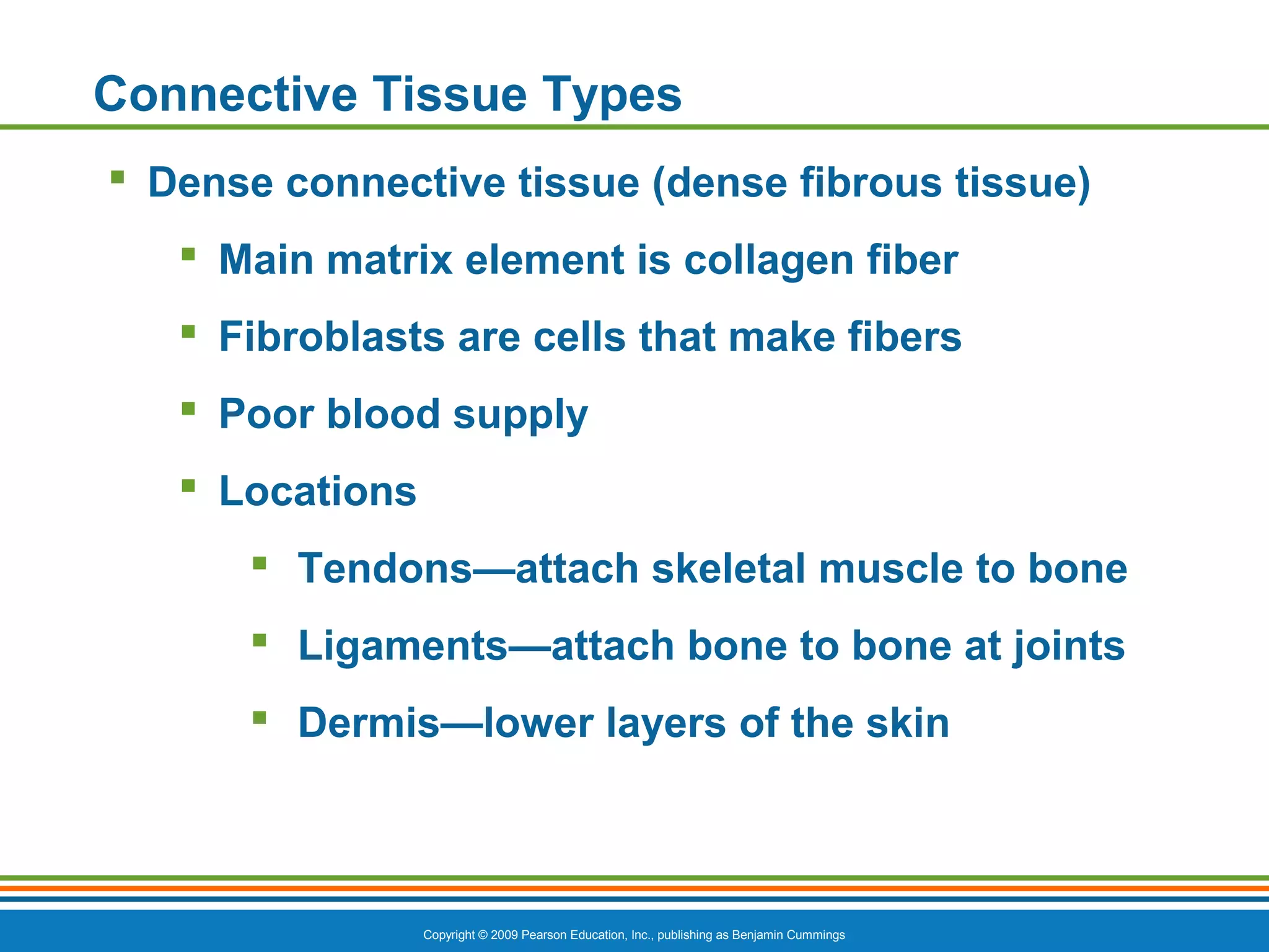 Main Connective CVA A&P - Chapter 3: Connective Tissue | PPT | Skin and Dermatology ...