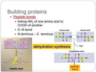 Building proteins
 Peptide bonds
 linking NH2 of one amino acid to
COOH of another
 C–N bond
 N terminus – C terminus
...