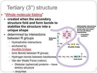 Tertiary (3°) structure
 “Whole molecule folding”
 created when the secondary
structure fold and form bonds to
stabilize...