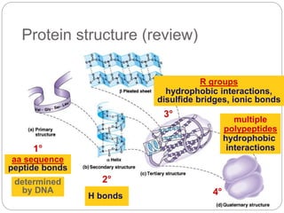 Protein structure (review)
1°
2°
3°
4°
aa sequence
peptide bonds
H bonds
R groups
hydrophobic interactions,
disulfide brid...