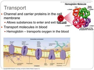 Transport
 Channel and carrier proteins in the cell
membrane
 Allows substances to enter and exit the cell
 Transport m...