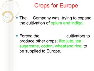 Crops for Europe
⚫ The Company was trying to expand
the cultivation of opium and indigo.
⚫ Forced the cultivators to
produce other crops; like jute, tea,
sugarcane, cotton, wheatand rice; to
be supplied to Europe.
 