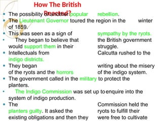 How The British
Reacted?
⚫ The possibility of another popular rebellion.
⚫ The Lieutenant Governor toured the region in the winter
of 1859.
⚫ This was seen as a sign of sympathy by the ryots.
⚫ They began to believe that the British government
would support them in their struggle.
⚫ Intellectuals from Calcutta rushed to the
indigo districts.
⚫ They began writing about the misery
of the ryots and the horrors of the indigo system.
⚫ The government called in the military to protect the
planters.
⚫ The Indigo Commission was set up toenquire into the
system of indigo production.
⚫ The Commission held the
planters guilty. It asked the ryots to fulfill their
existing obligations and then they were free to cultivate
 