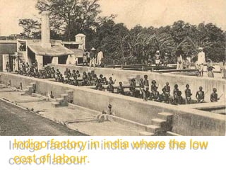 Indigo factory in india where the low
cost of labour.
 