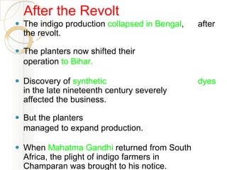 After the Revolt
⚫ The indigo production collapsed in Bengal, after
the revolt.
⚫ The planters now shifted their
operation to Bihar.
⚫ Discovery of synthetic dyes
in the late nineteenth century severely
affected the business.
⚫ But the planters
managed to expand production.
⚫ When Mahatma Gandhi returned from South
Africa, the plight of indigo farmers in
Champaran was brought to his notice.
 