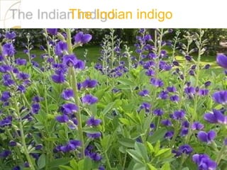 The Indian indigo
 