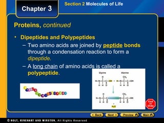 Section 2 Molecules of Life
  Chapter 3

Proteins, continued
• Dipeptides and Polypeptides
   – Two amino acids are joined by peptide bonds
     through a condensation reaction to form a
     dipeptide.
   – A long chain of amino acids is called a
     polypeptide.
 