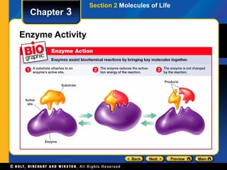 Section 2 Molecules of Life
  Chapter 3

Enzyme Activity
 
