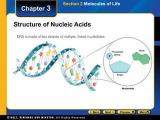 Section 2 Molecules of Life
  Chapter 3

Structure of Nucleic Acids
 