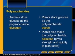 Polysaccharides
• Animals store    • Plants store glucose
  glucose as the     as the
  polysaccharide     polysaccharide
  glycogen           starch
                   • Plants also make
                     the polysaccharide
                     cellulose (gives
                     strength and rigidity
                     to plant cells)
 