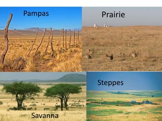 PampasPrairieSteppesSavanna