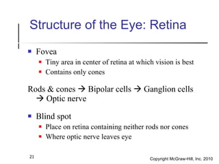 Structure of the Eye: Retina <ul><li>Fovea </li></ul><ul><ul><li>Tiny area in center of retina at which vision is best </l...