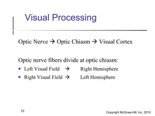 Visual Processing <ul><li>Optic Nerve    Optic Chiasm    Visual Cortex </li></ul><ul><li>Optic nerve fibers divide at op...