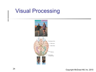 Visual Processing 