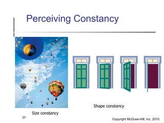 Perceiving Constancy Size constancy Shape constancy 