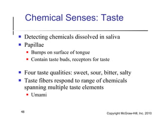 Chemical Senses: Taste <ul><li>Detecting chemicals dissolved in saliva </li></ul><ul><li>Papillae </li></ul><ul><ul><li>Bu...