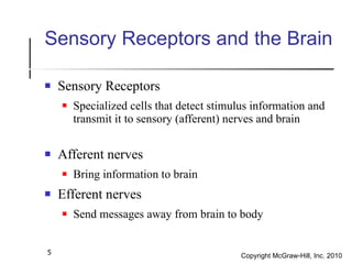 Sensory Receptors and the Brain <ul><li>Sensory Receptors </li></ul><ul><ul><li>Specialized cells that detect stimulus inf...