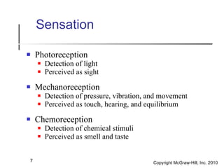 Sensation <ul><li>Photoreception </li></ul><ul><ul><li>Detection of light </li></ul></ul><ul><ul><li>Perceived as sight </...