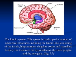 Comprehensive Overview of the Human Nervous System and Its Functions | PPT