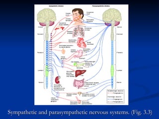 Comprehensive Overview of the Human Nervous System and Its Functions | PPT