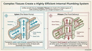 Ch 3 Tissues in action | Science | Exploration | Class 9 | CBSE