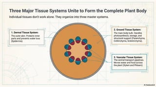 Ch 3 Tissues in action | Science | Exploration | Class 9 | CBSE