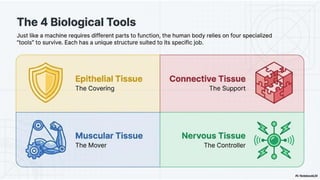 Ch 3 Tissues in action | Science | Exploration | Class 9 | CBSE