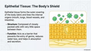 Ch 3 Tissues in action | Science | Exploration | Class 9 | CBSE