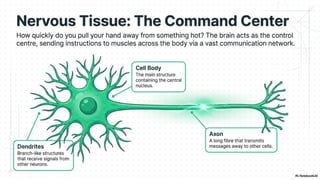 Ch 3 Tissues in action | Science | Exploration | Class 9 | CBSE