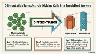 Ch 3 Tissues in action | Science | Exploration | Class 9 | CBSE