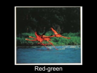Red-green 