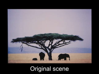 Original scene 