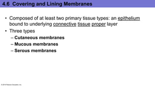 4.6 Covering and Lining Membranes
• Composed of at least two primary tissue types: an epithelium
bound to underlying connective tissue proper layer
• Three types
– Cutaneous membranes
– Mucous membranes
– Serous membranes
© 2016 Pearson Education, Inc.
 