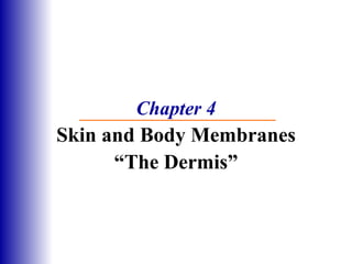 Chapter 4 Skin and Body Membranes “The Dermis” 