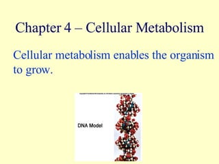 Chapter 4 – Cellular Metabolism Cellular metabolism enables the organism to grow. 